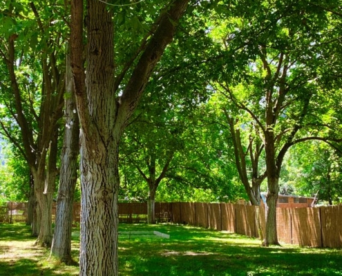 How Tree Roots Can Damage Foundations and Drain Tile Systems
