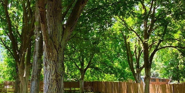 How Tree Roots Can Damage Foundations and Drain Tile Systems