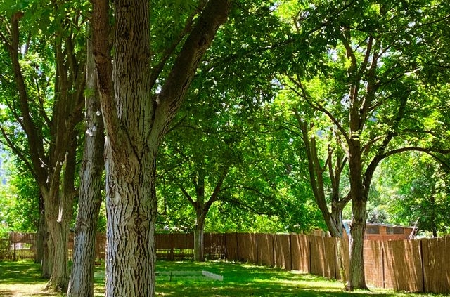 How Tree Roots Can Damage Foundations and Drain Tile Systems
