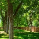 How Tree Roots Can Damage Foundations and Drain Tile Systems